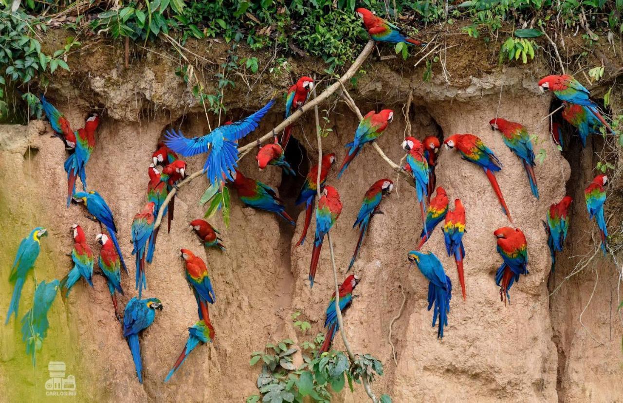 Monte Amazonico Lodge Tambopata Eksteriør bilde